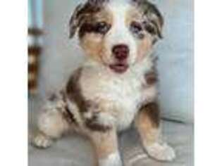 Miniature Australian Shepherd Puppy for sale in Richland, PA, USA