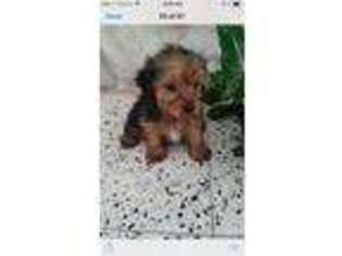 Yorkshire Terrier Puppy for sale in Sherman, TX, USA