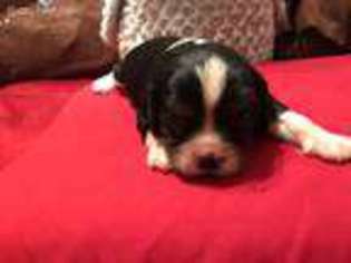 Cavalier King Charles Spaniel Puppy for sale in Cleveland, OH, USA