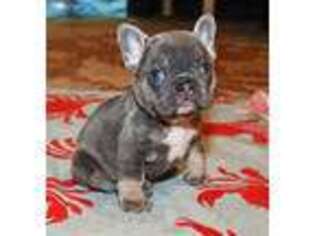 French Bulldog Puppy for sale in Gaithersburg, MD, USA