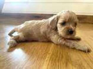 Cavapoo Puppy for sale in Troy, NC, USA