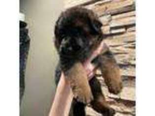 German Shepherd Dog Puppy for sale in Middletown, CT, USA