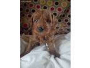 Goldendoodle Puppy for sale in Ithaca, NY, USA