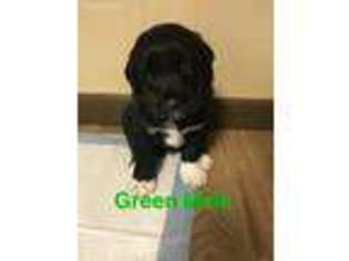 Mutt Puppy for sale in Lima, NY, USA