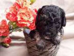 Cavapoo Puppy for sale in Palm City, FL, USA
