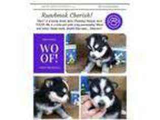 Mutt Puppy for sale in Saint Maries, ID, USA