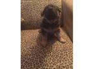 German Shepherd Dog Puppy for sale in Citrus Heights, CA, USA