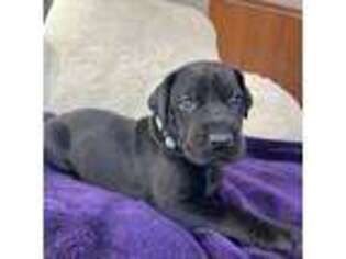 Great Dane Puppy for sale in Plainfield, IL, USA