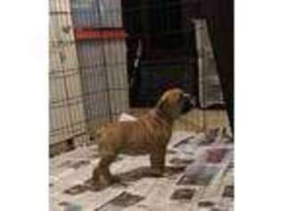 Olde English Bulldogge Puppy for sale in Lynchburg, VA, USA