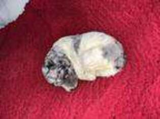 Mutt Puppy for sale in Dugspur, VA, USA
