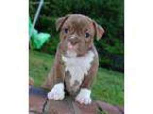 Olde English Bulldogge Puppy for sale in Greenville, NC, USA