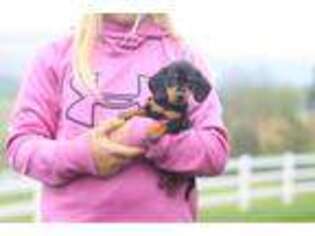 Dachshund Puppy for sale in Millersburg, OH, USA