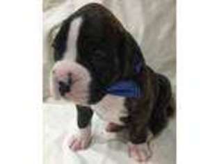 Boxer Puppy for sale in Hurricane, UT, USA