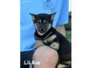 Shiba Inu Puppy for sale in Deepwater, MO, USA