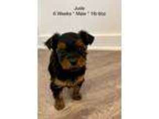 Yorkshire Terrier Puppy for sale in Toledo, OH, USA