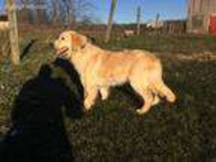 Golden Retriever Puppy for sale in Angola, IN, USA