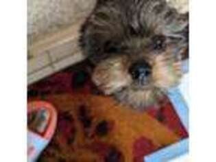 Yorkshire Terrier Puppy for sale in Kenner, LA, USA