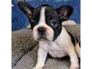 French Bulldog Puppy for sale in Blacksburg, SC, USA