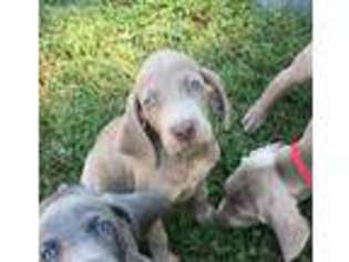 Weimaraner Puppy for sale in Atwood, TN, USA