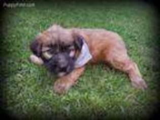 Soft Coated Wheaten Terrier Puppy for sale in Millersburg, PA, USA