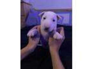 Bull Terrier Puppy for sale in Jeannette, PA, USA