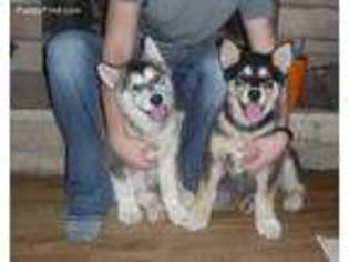 Alaskan Malamute Puppy for sale in Trivoli, IL, USA