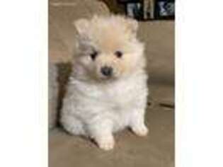 Pomeranian Puppy for sale in Meridian, MS, USA