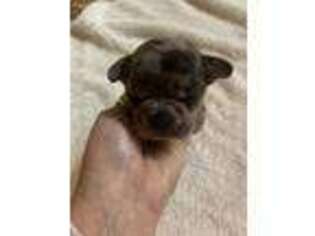 French Bulldog Puppy for sale in Texarkana, AR, USA