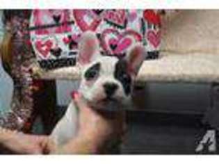 French Bulldog Puppy for sale in WAUZEKA, WI, USA