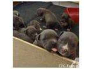 American Pit Bull Terrier Puppy for sale in HOLLYWOOD, FL, USA