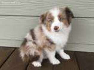 Miniature Australian Shepherd Puppy for sale in Rutherfordton, NC, USA