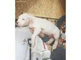 Dogo Argentino Puppy for sale in Wabash, IN, USA