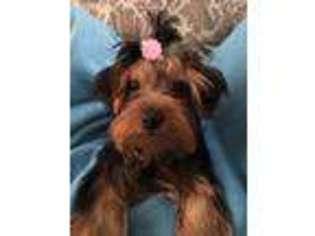 Yorkshire Terrier Puppy for sale in Adelanto, CA, USA