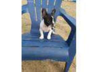 French Bulldog Puppy for sale in Manor, TX, USA