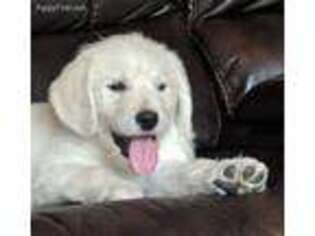 Labradoodle Puppy for sale in Litchfield, MN, USA