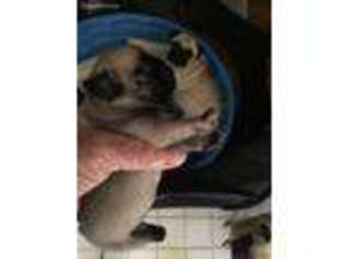 Pug Puppy for sale in Charleston, SC, USA