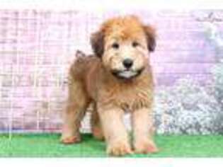 Soft Coated Wheaten Terrier Puppy for sale in Baltimore, MD, USA
