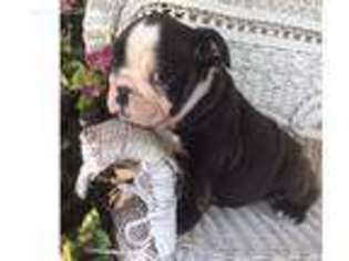Bulldog Puppy for sale in Pleasanton, TX, USA