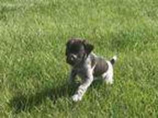 German Shorthaired Pointer Puppy for sale in Okeechobee, FL, USA