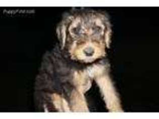 Airedale Terrier Puppy for sale in Anaheim, CA, USA
