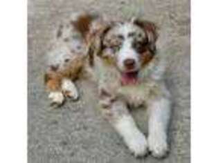 Australian Shepherd Puppy for sale in Madison Heights, VA, USA