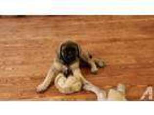 Mastiff Puppy for sale in BROWN CITY, MI, USA