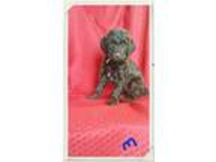 Labradoodle Puppy for sale in Fowlerville, MI, USA