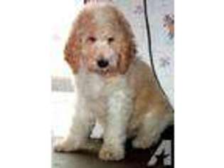 Goldendoodle Puppy for sale in CANBY, OR, USA