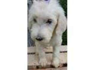 Mutt Puppy for sale in Bethany, MO, USA