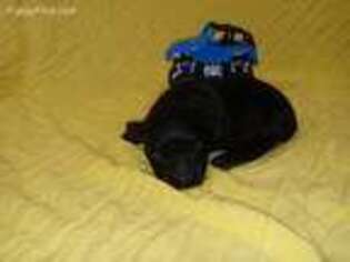 Coton de Tulear Puppy for sale in Telephone, TX, USA