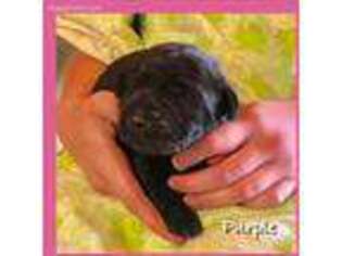 Labrador Retriever Puppy for sale in Afton, NY, USA