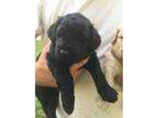 Goldendoodle Puppy for sale in Custer, SD, USA