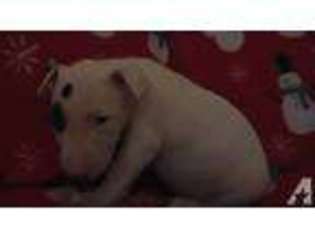 Bull Terrier Puppy for sale in MASTIC BEACH, NY, USA