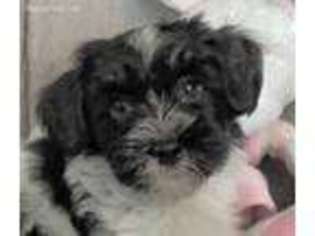 Havanese Puppy for sale in Taunton, MA, USA
